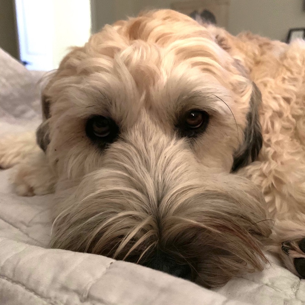 Meet your Posher, Camille